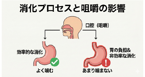 咀嚼が胃腸の消化を助けるメカニズムの図解